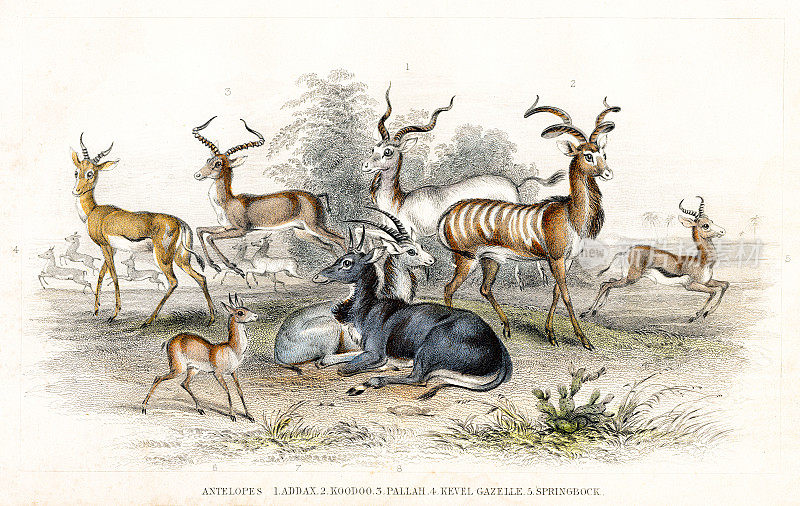 羚羊:Kudu, Addax, Springbok插图雕刻1840